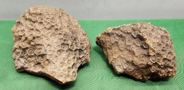Image for PREHISTORIC FOSSIL ONLINE AUCTION
