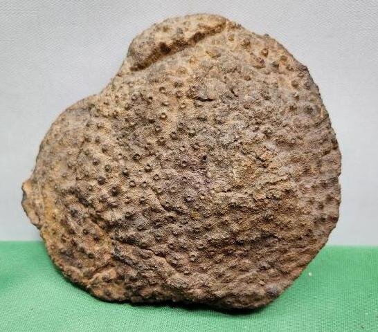 Image for PREHISTORIC FOSSIL ONLINE AUCTION