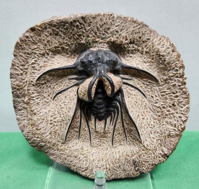 Image for PREHISTORIC FOSSIL ONLINE AUCTION