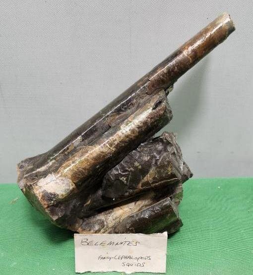 Image for PREHISTORIC FOSSIL ONLINE AUCTION