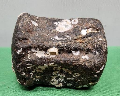 Image for PREHISTORIC FOSSIL ONLINE AUCTION