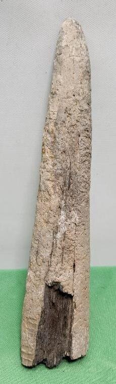 Image for PREHISTORIC FOSSIL ONLINE AUCTION