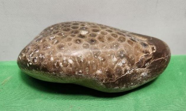 Image for PREHISTORIC FOSSIL ONLINE AUCTION
