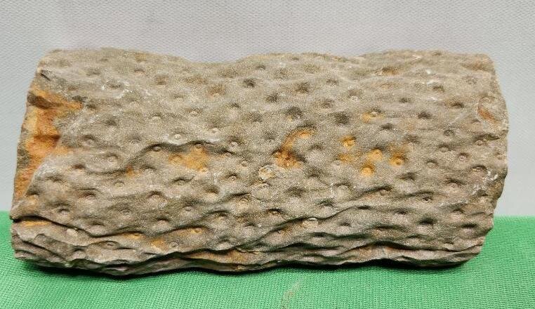 Image for PREHISTORIC FOSSIL ONLINE AUCTION