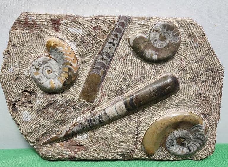 Image for PREHISTORIC FOSSIL ONLINE AUCTION