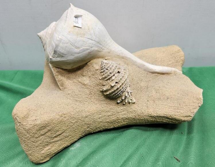 Image for PREHISTORIC FOSSIL ONLINE AUCTION