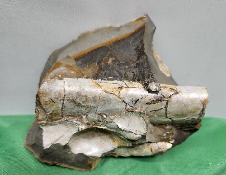 Image for PREHISTORIC FOSSIL ONLINE AUCTION