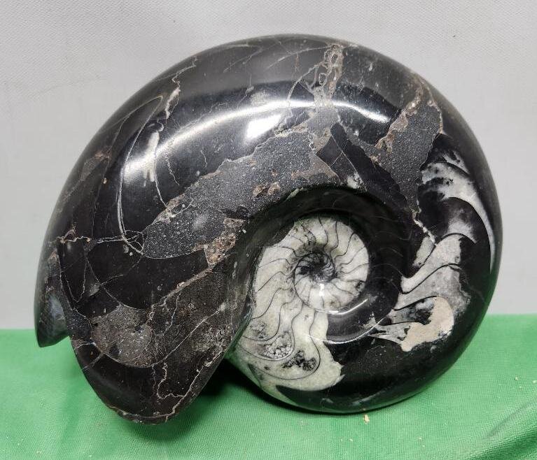 Image for PREHISTORIC FOSSIL ONLINE AUCTION