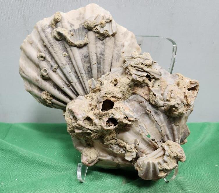 Image for PREHISTORIC FOSSIL ONLINE AUCTION