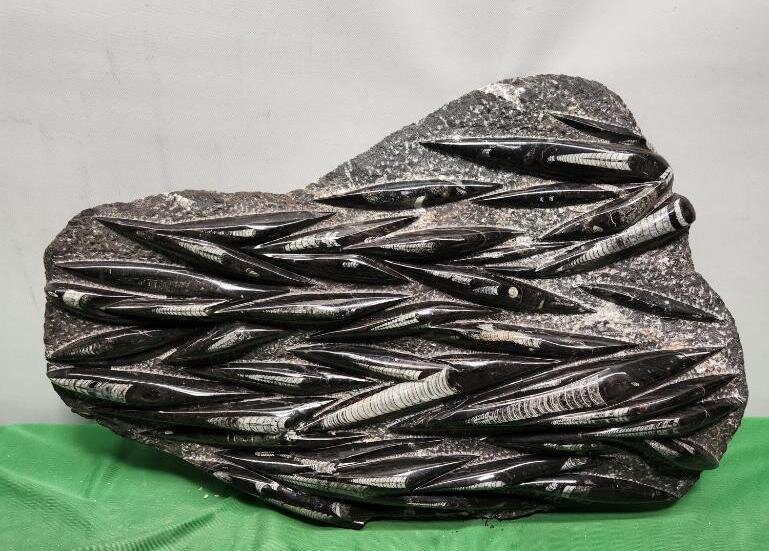 Image for PREHISTORIC FOSSIL ONLINE AUCTION