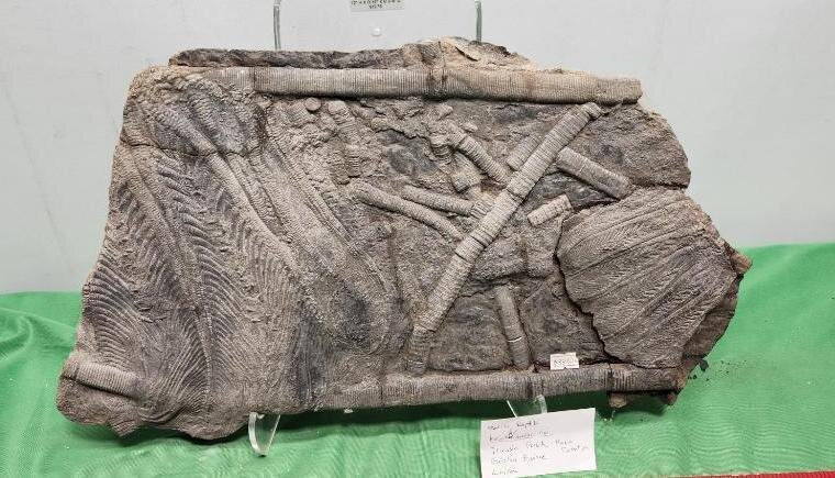 Image for PREHISTORIC FOSSIL ONLINE AUCTION