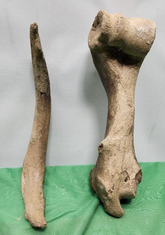 Image for PREHISTORIC FOSSIL ONLINE AUCTION