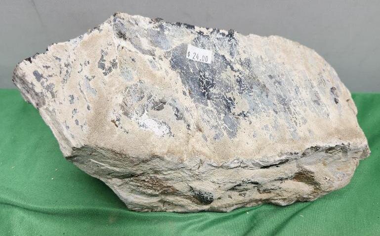 Image for PREHISTORIC FOSSIL ONLINE AUCTION