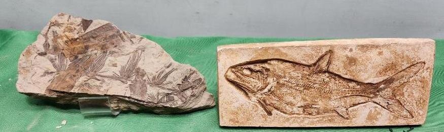 Image for PREHISTORIC FOSSIL ONLINE AUCTION