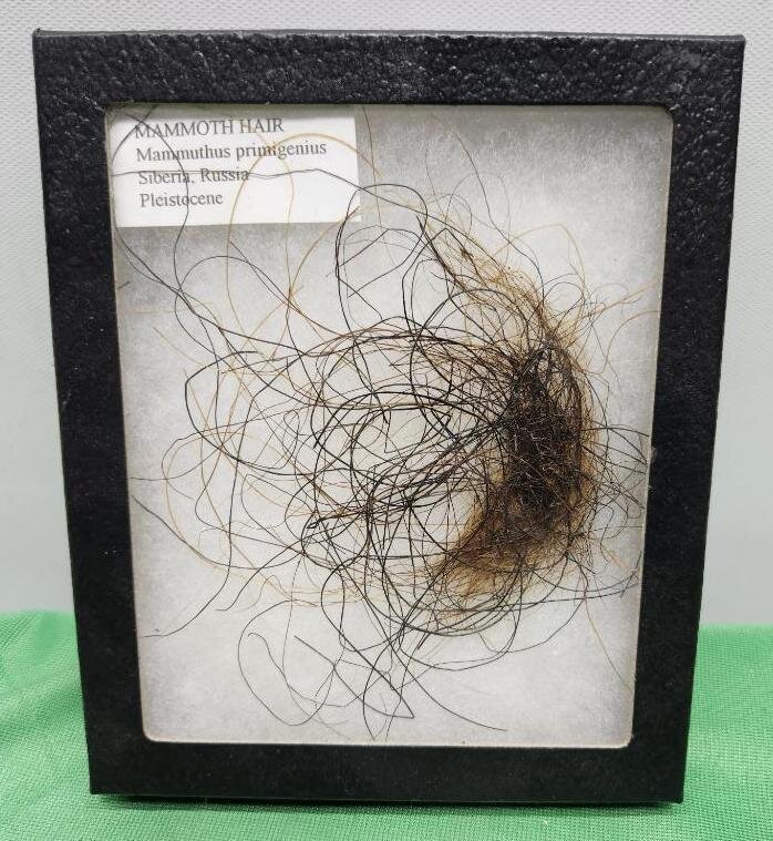 Image for PREHISTORIC FOSSIL ONLINE AUCTION