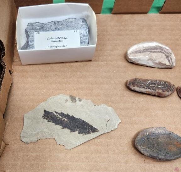 Image for PREHISTORIC FOSSIL ONLINE AUCTION
