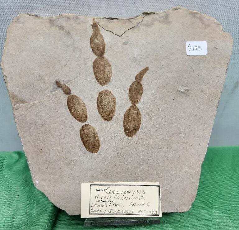 Image for PREHISTORIC FOSSIL ONLINE AUCTION