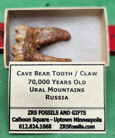 Image for PREHISTORIC FOSSIL ONLINE AUCTION