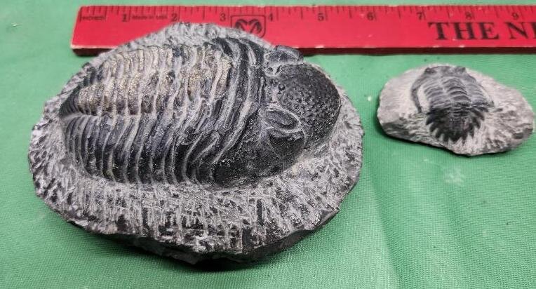 Image for PREHISTORIC FOSSIL ONLINE AUCTION