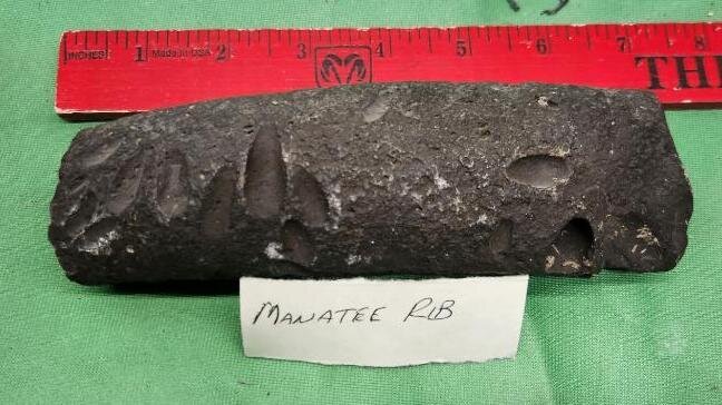 Image for PREHISTORIC FOSSIL ONLINE AUCTION