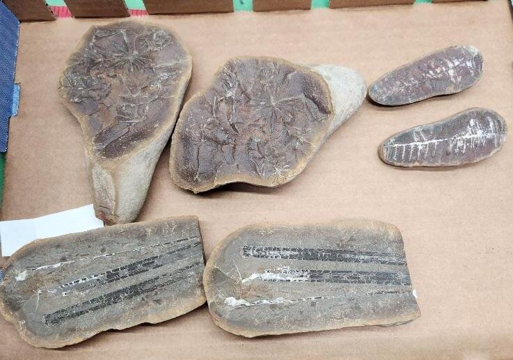Image for PREHISTORIC FOSSIL ONLINE AUCTION