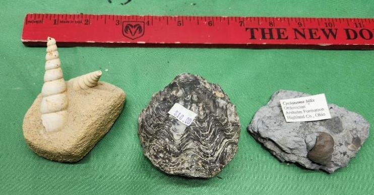 Image for PREHISTORIC FOSSIL ONLINE AUCTION