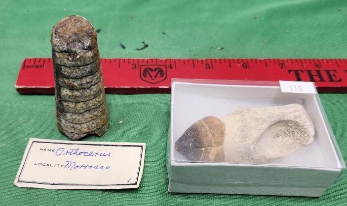 Image for PREHISTORIC FOSSIL ONLINE AUCTION