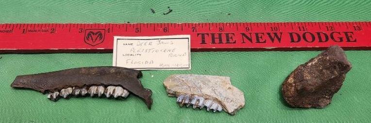 Image for PREHISTORIC FOSSIL ONLINE AUCTION