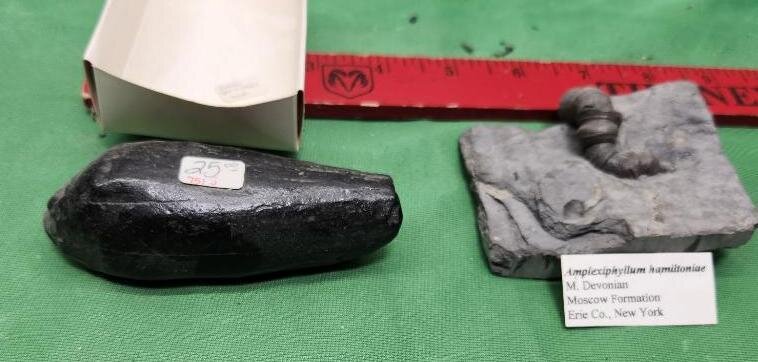 Image for PREHISTORIC FOSSIL ONLINE AUCTION