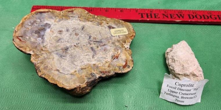 Image for PREHISTORIC FOSSIL ONLINE AUCTION
