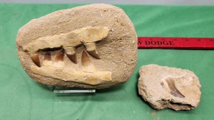 Image for PREHISTORIC FOSSIL ONLINE AUCTION