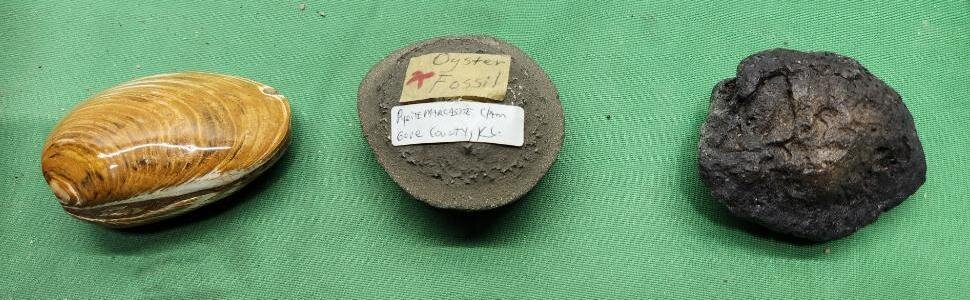 Image for PREHISTORIC FOSSIL ONLINE AUCTION