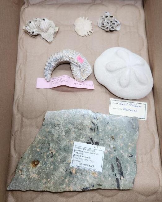 Image for PREHISTORIC FOSSIL ONLINE AUCTION