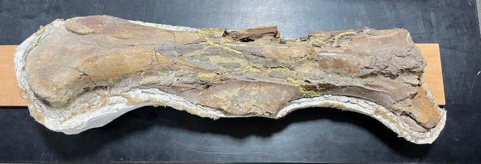 Image for PREHISTORIC FOSSIL ONLINE AUCTION