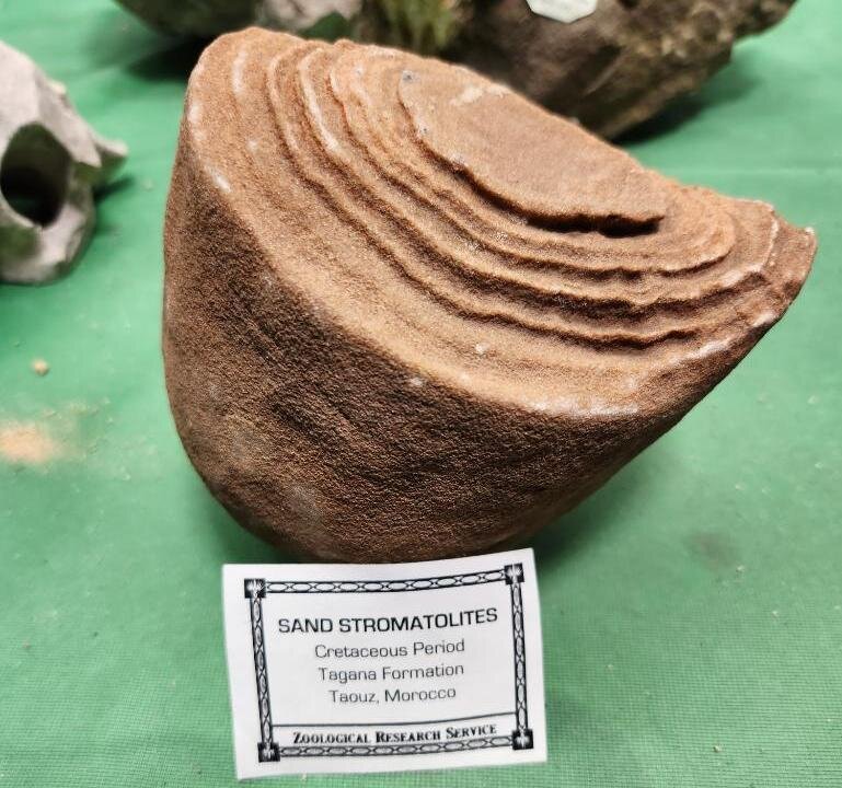 Image for PREHISTORIC FOSSIL ONLINE AUCTION