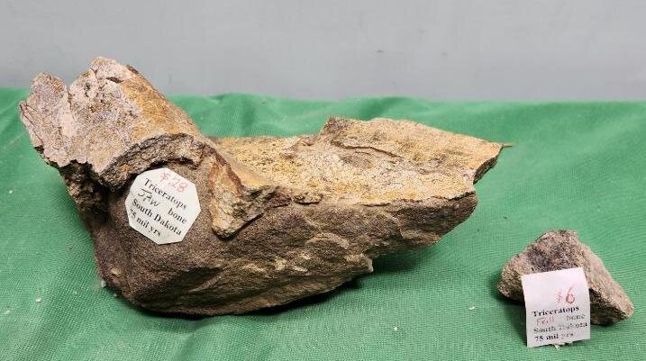 Image for PREHISTORIC FOSSIL ONLINE AUCTION