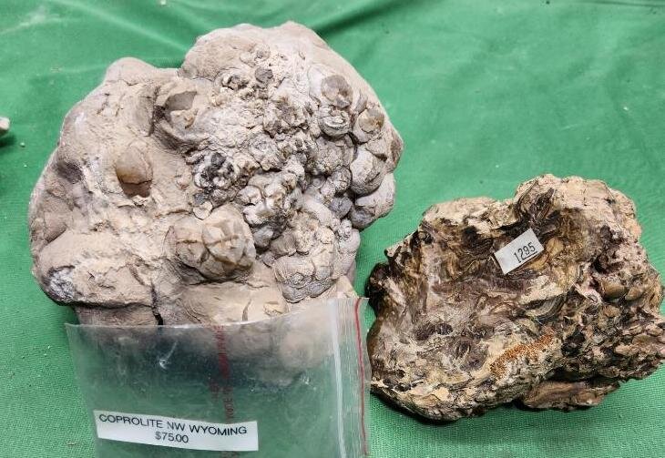 Image for PREHISTORIC FOSSIL ONLINE AUCTION