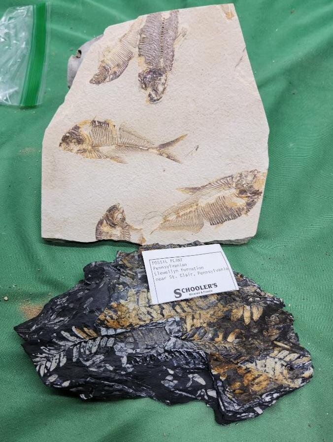 Image for PREHISTORIC FOSSIL ONLINE AUCTION