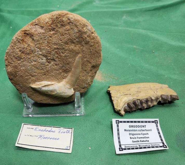 Image for PREHISTORIC FOSSIL ONLINE AUCTION