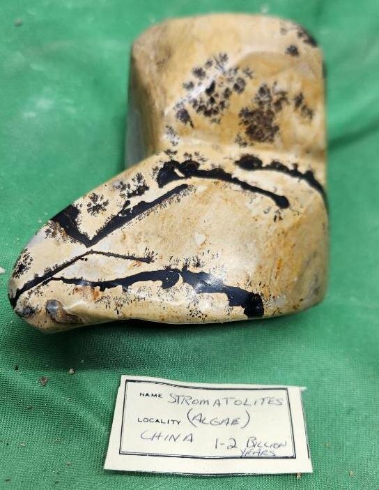 Image for PREHISTORIC FOSSIL ONLINE AUCTION