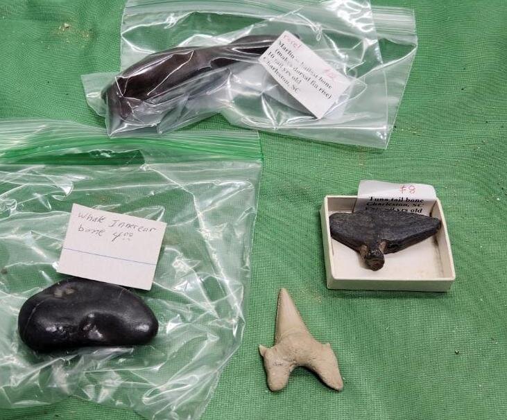 Image for PREHISTORIC FOSSIL ONLINE AUCTION