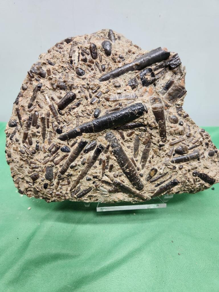 Image for PREHISTORIC FOSSIL ONLINE AUCTION