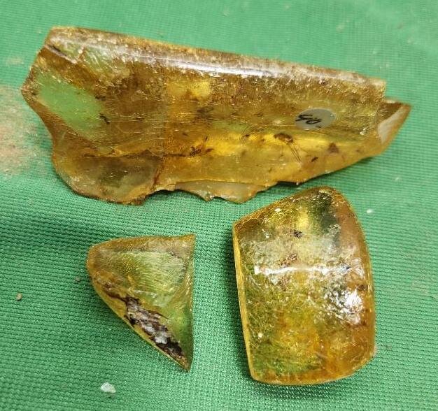 Image for PREHISTORIC FOSSIL ONLINE AUCTION