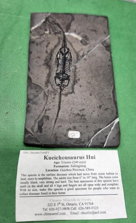 Image for PREHISTORIC FOSSIL ONLINE AUCTION