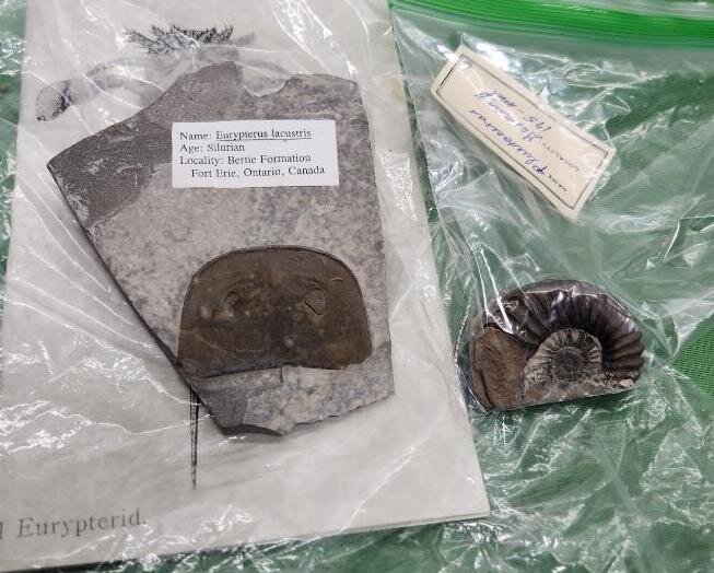 Image for PREHISTORIC FOSSIL ONLINE AUCTION