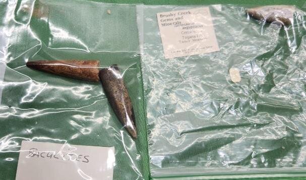 Image for PREHISTORIC FOSSIL ONLINE AUCTION