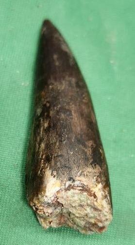 Image for PREHISTORIC FOSSIL ONLINE AUCTION