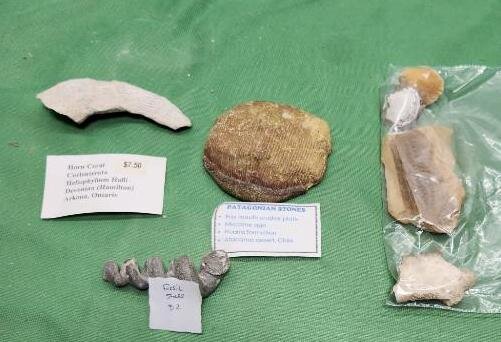 Image for PREHISTORIC FOSSIL ONLINE AUCTION