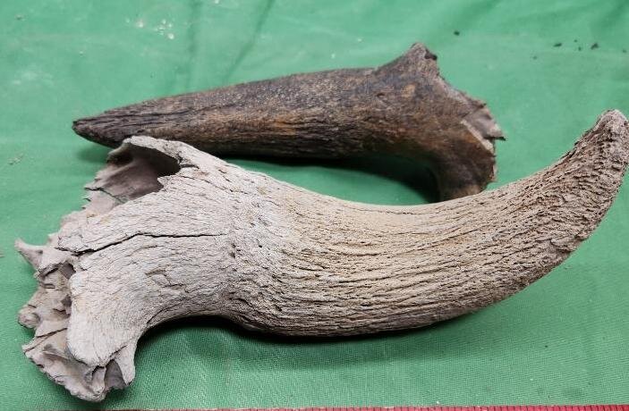 Image for PREHISTORIC FOSSIL ONLINE AUCTION