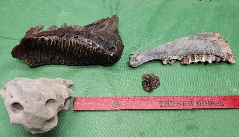 Image for PREHISTORIC FOSSIL ONLINE AUCTION